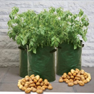Potato Patio Planter Pack of 3