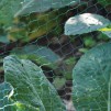 Kingfisher Garden Net Green 3m x 2m