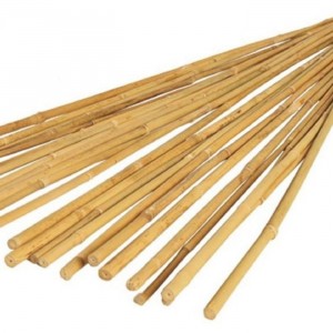 Bamboo Canes 4'