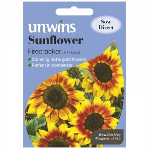 Unwins Sunflower Firecracker F1