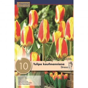 Kapiteyn Tulipa Kaufmanniana